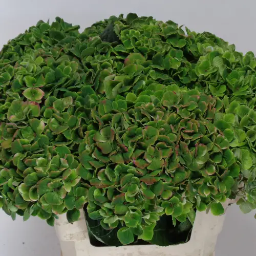 Hortensie grün Amethyst Classic 60cm