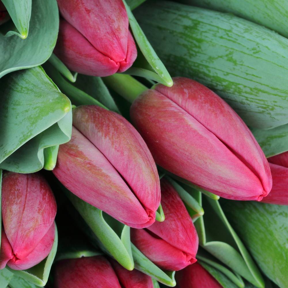 Tulpe rot Surrender 40 Gramm