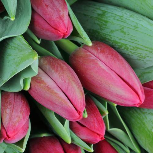 Tulpe rot Surrender 40 Gramm