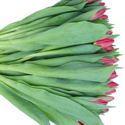 Tulpe rot Surrender 40 Gramm
