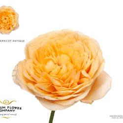 Rose apricot Antike 40cm