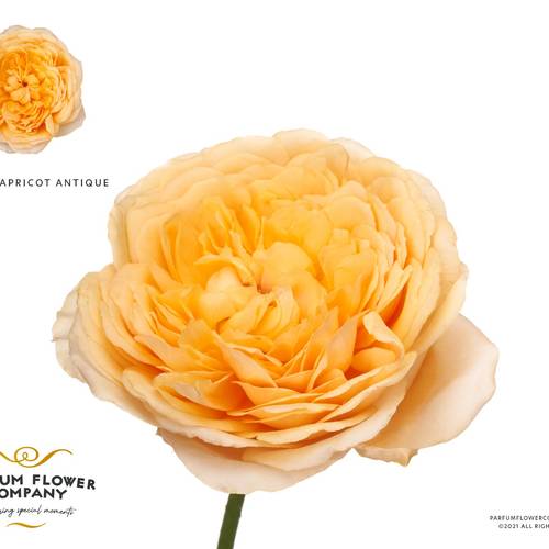 Rose apricot Antike 40cm