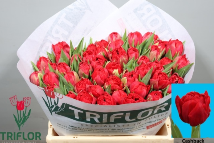 Tulpe rot doppel Casback 36 Grammm