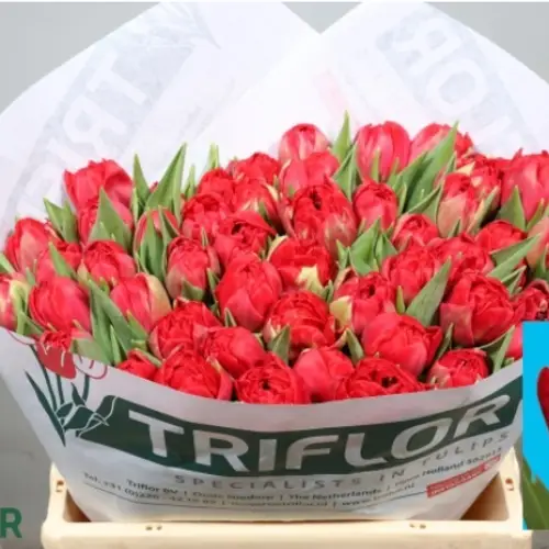 Tulpe rot doppel Casback 36 Grammm