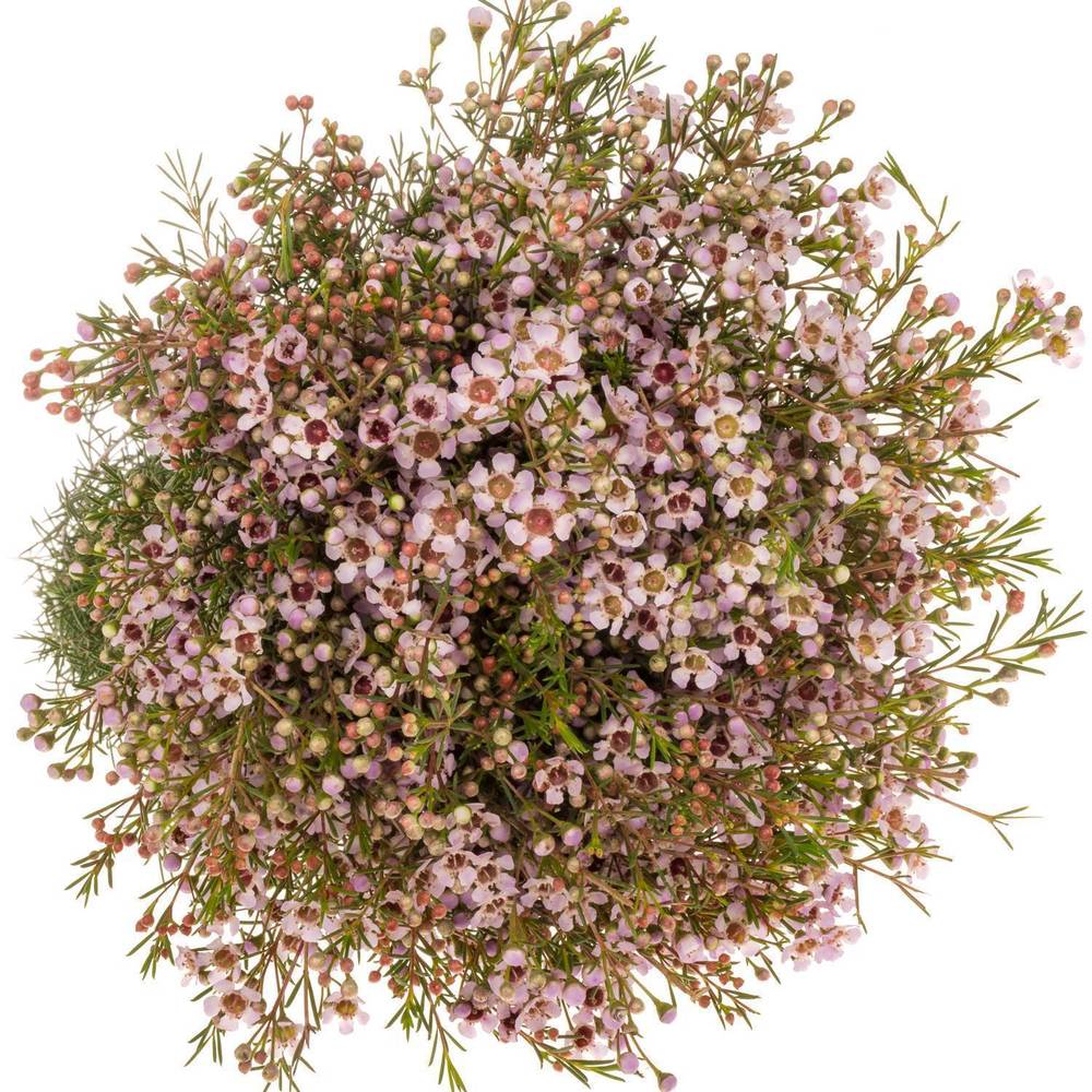 Wachsflower hell rosa Early 60 Gramm 80cm