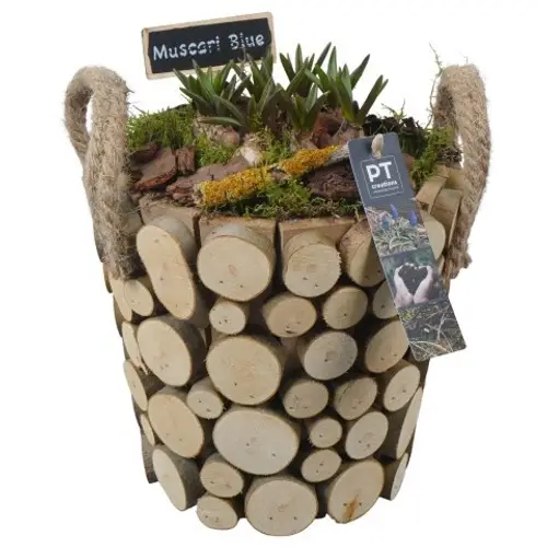 Muscari.Arr PTMB6264 T19 H028