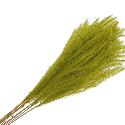 Trocken Pampas Mini Lime L75cm x10