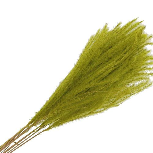 Trocken Pampas Mini Lime L75cm x10