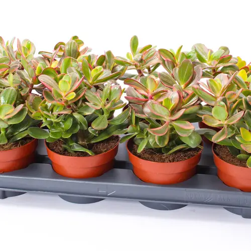 Crassula Ovata Sunset Magic Woods T12 H015