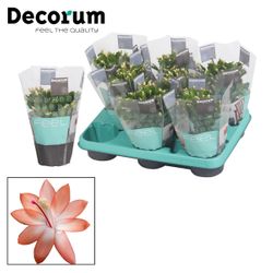 Schlumberg.orange T10,5 H020