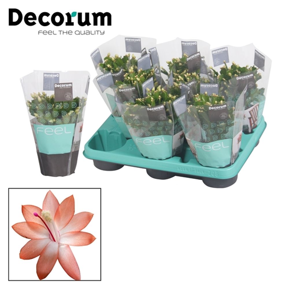 Schlumberg.orange T10,5 H020