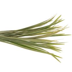T-Grass Bund 45cm