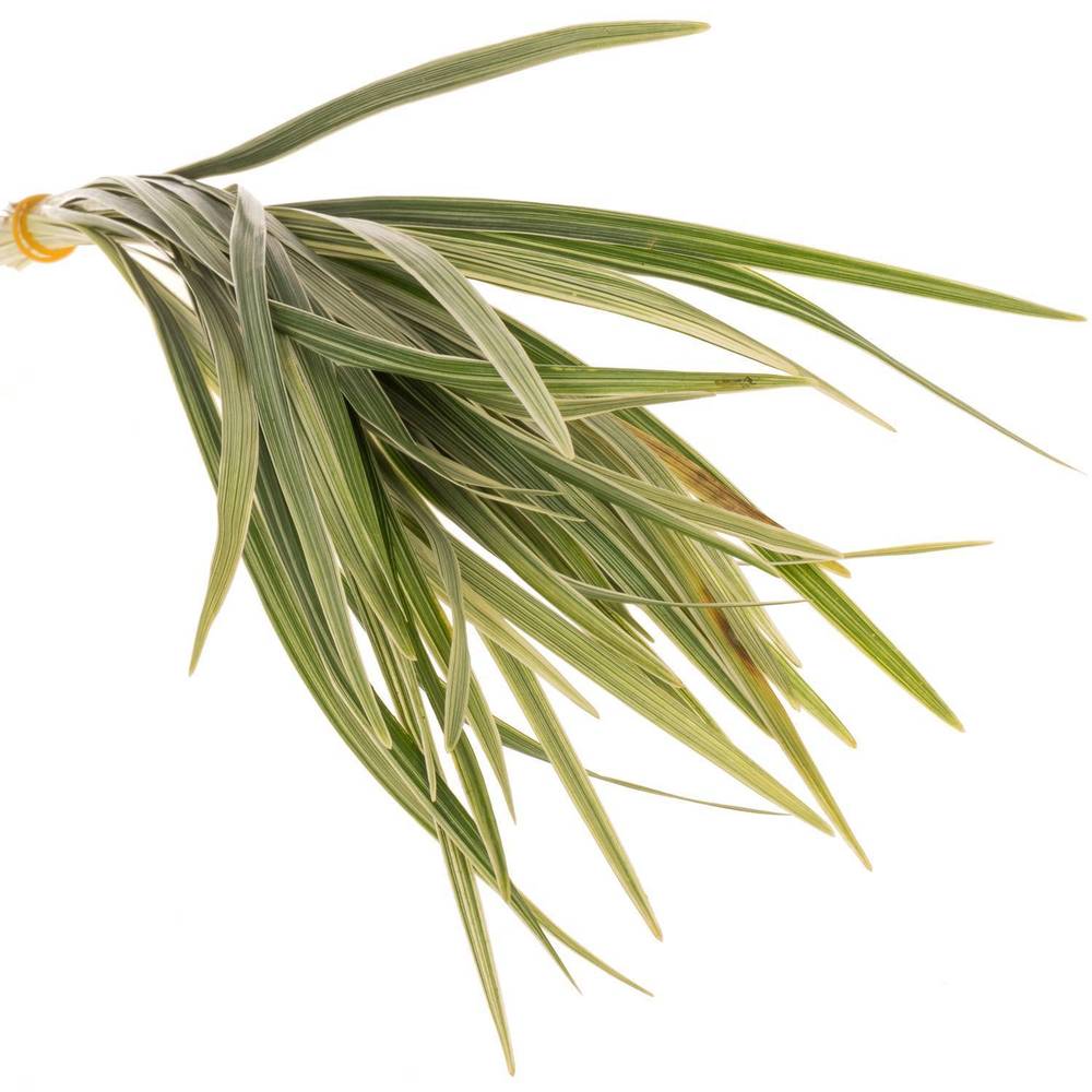 T-Grass Bund 45cm