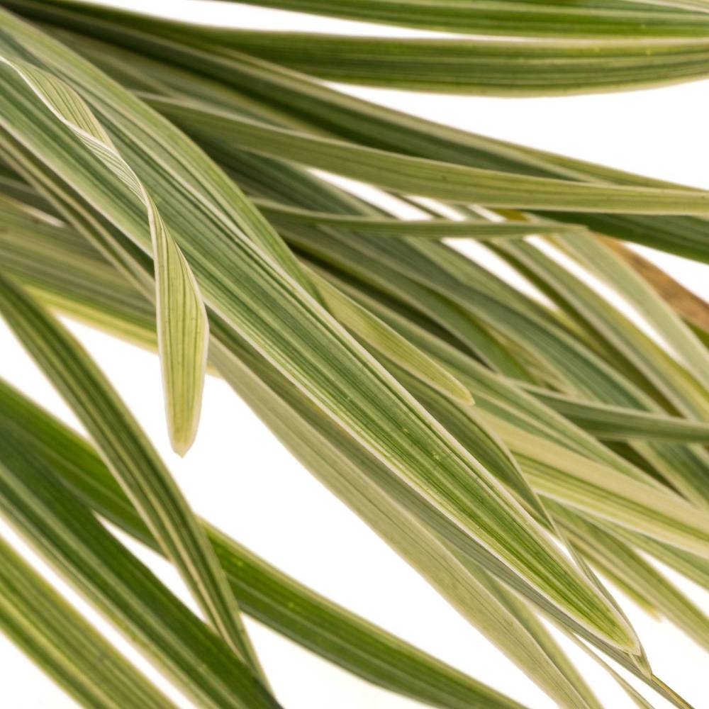 T-Grass Bund 45cm