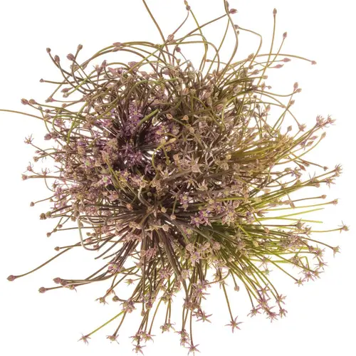 Allium lila Schubertii  60cm