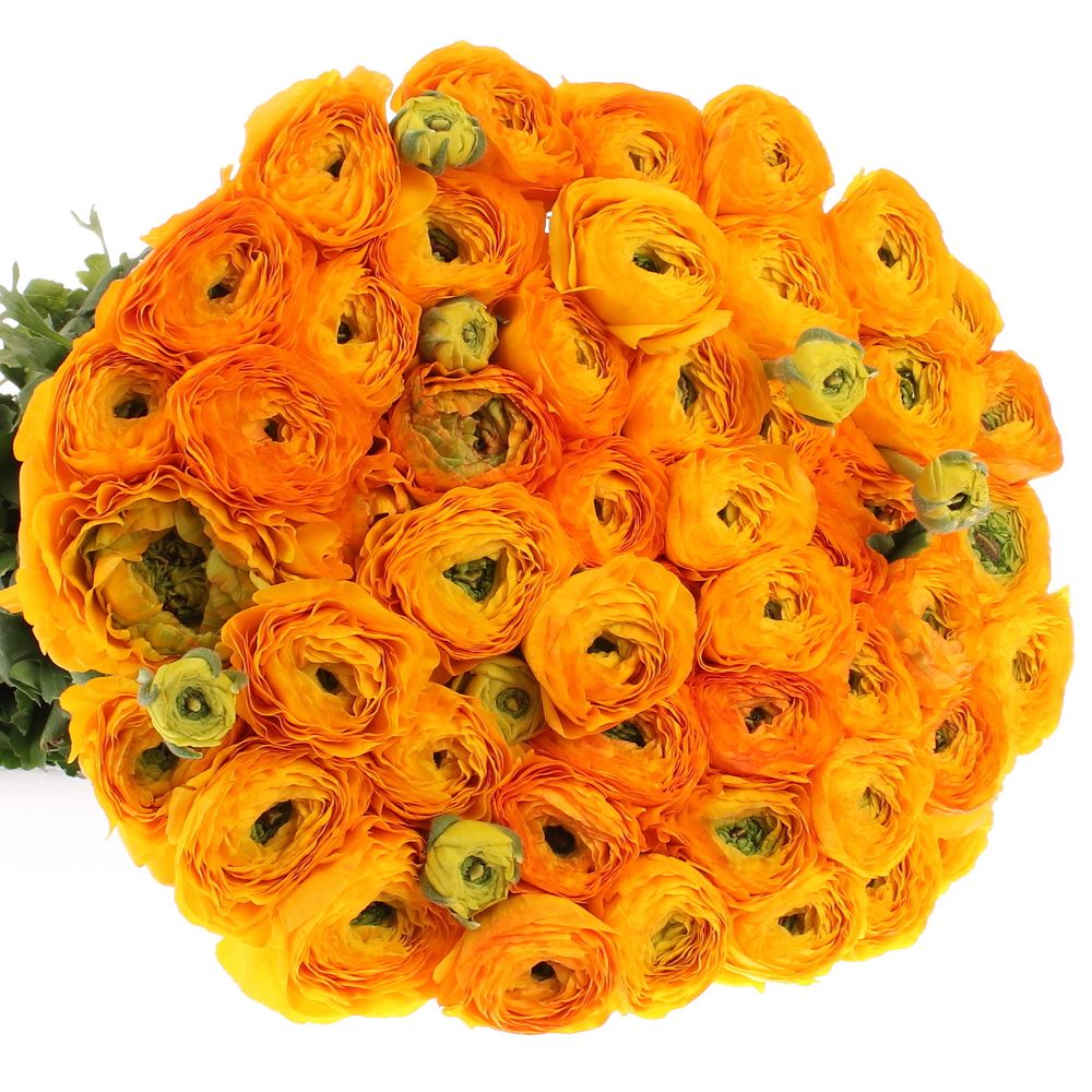 Ranunkel orange Cloni Ex 40cm