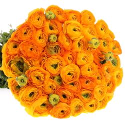 Ranunkel orange Cloni Ex 40cm