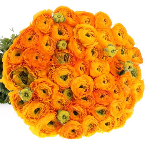Ranunkel orange Cloni Ex 40cm
