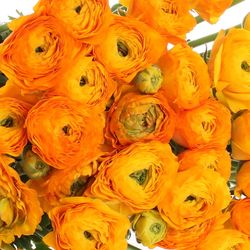 Ranunkel orange Cloni Ex 40cm