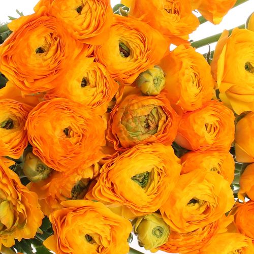 Ranunkel orange Cloni Ex 40cm