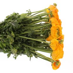 Ranunkel orange Cloni Ex 40cm