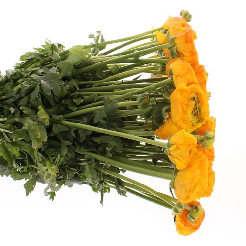 Ranunkel orange Cloni Ex 40cm
