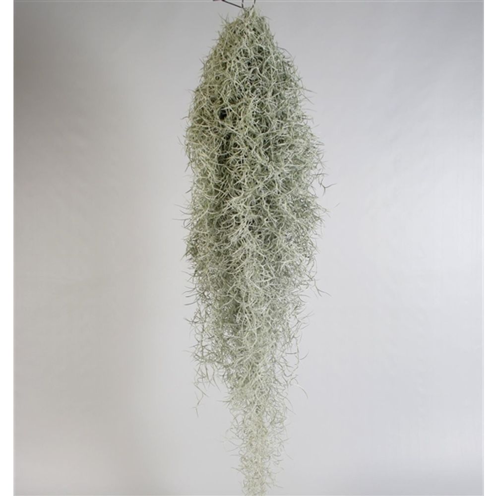 Tillandsia Usneoides H80