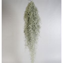 Tillandsia Usneoides H80