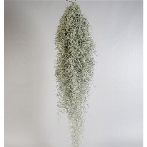 Tillandsia Usneoides H80