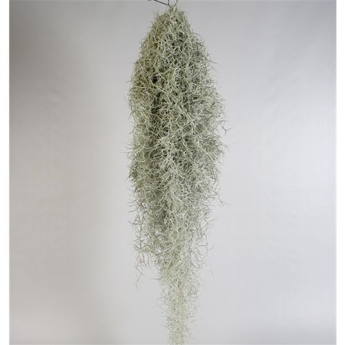 Tillandsia Usneoides H80