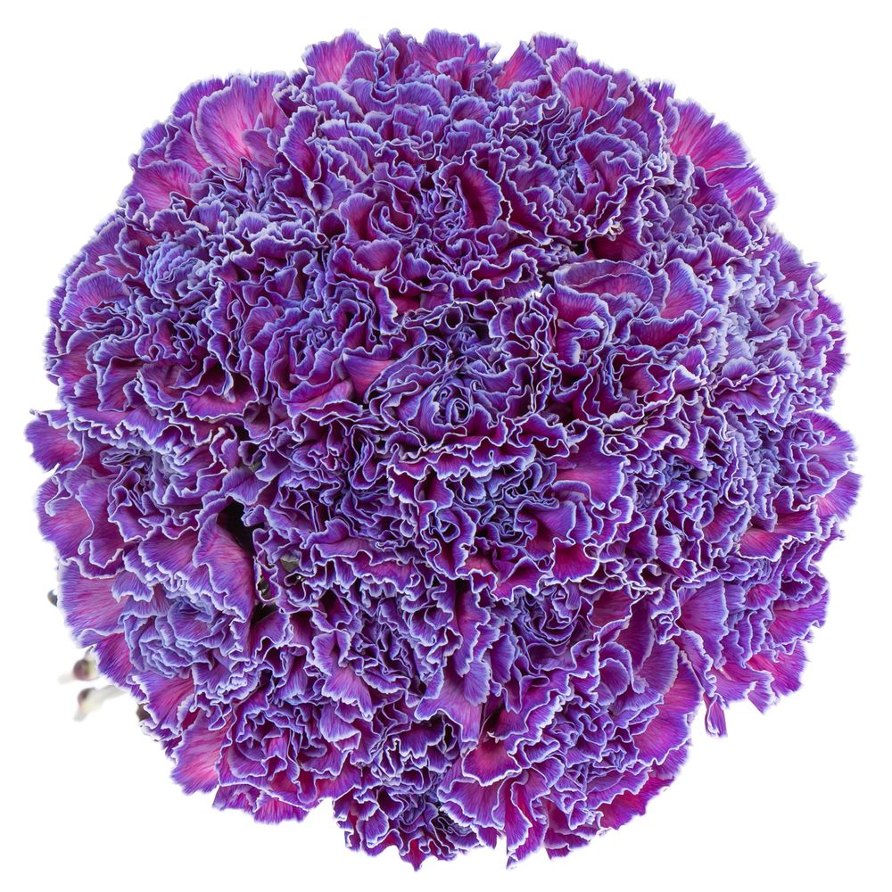 Nelke purple Expression gefärbt 70cm