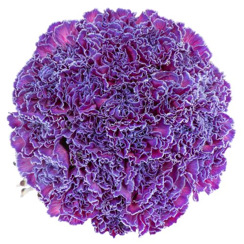 Nelke purple Expression gefärbt 70cm