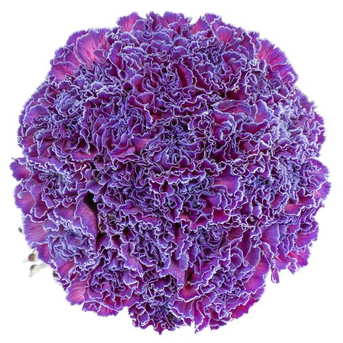 Nelke purple Expression gefärbt 70cm