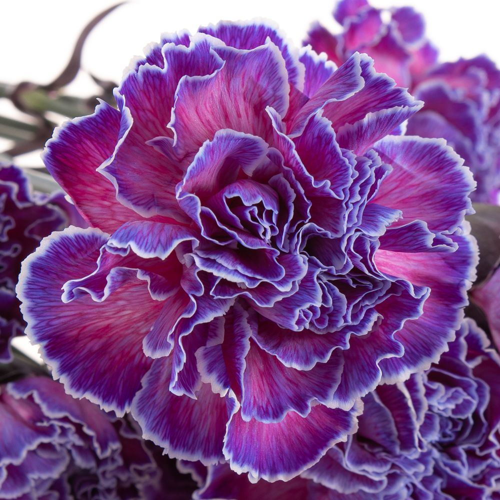 Nelke purple Expression gefärbt 70cm