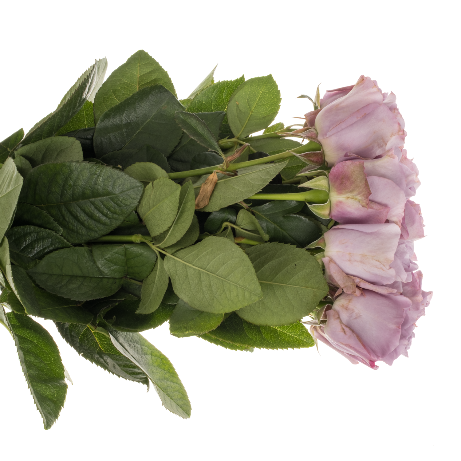 Rose lila Lavender Bouquet duftend 50cm