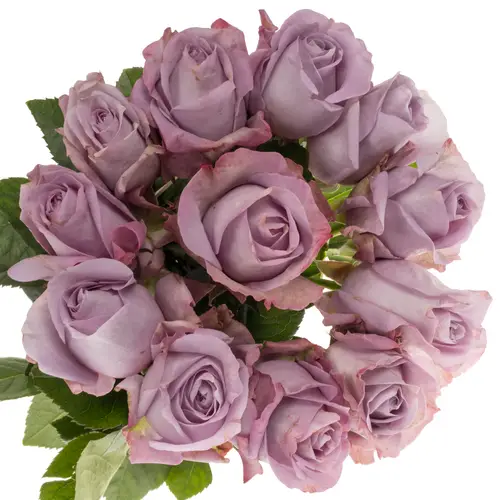 Rose lila Lavender Bouquet duftend 50cm
