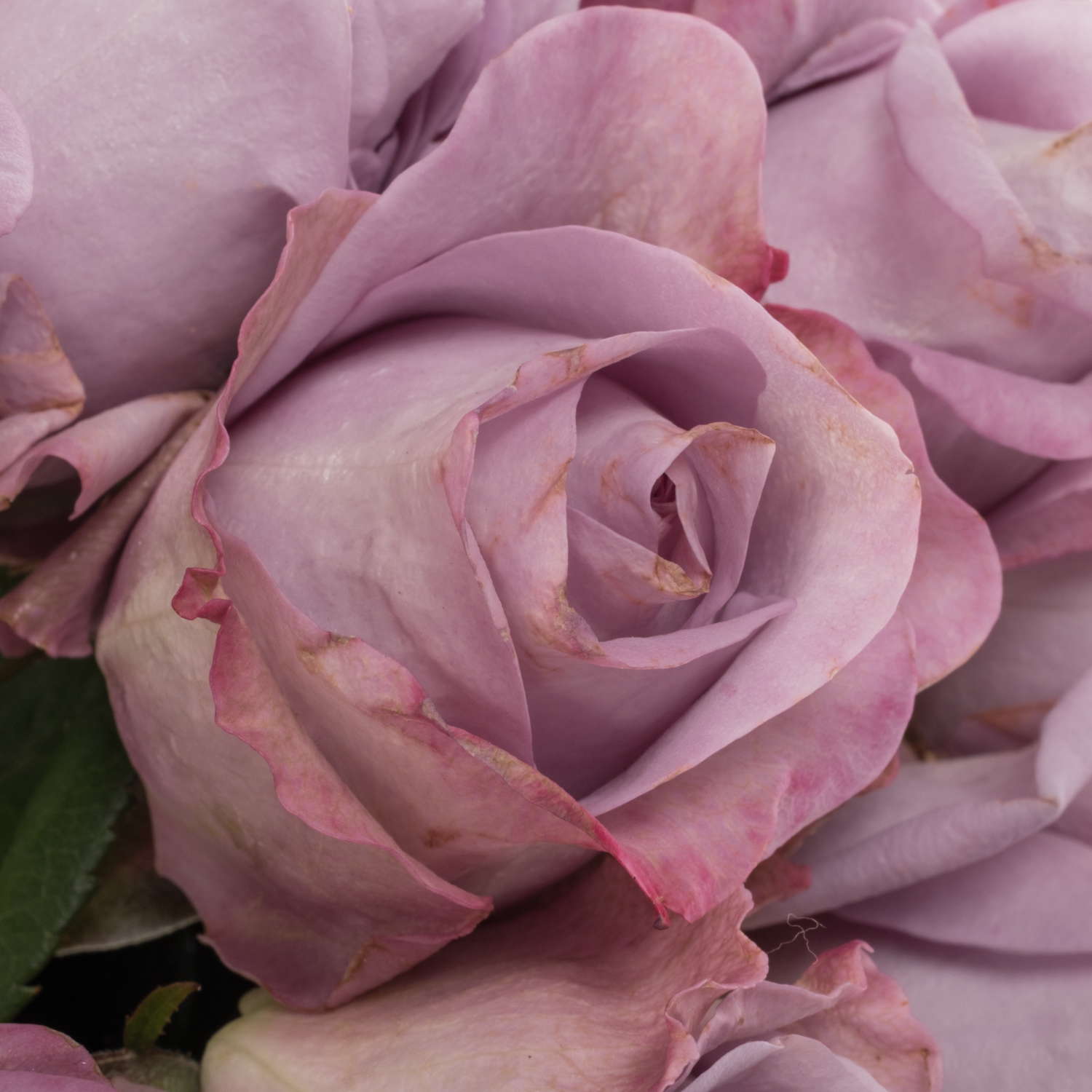 Rose lila Lavender Bouquet duftend 50cm