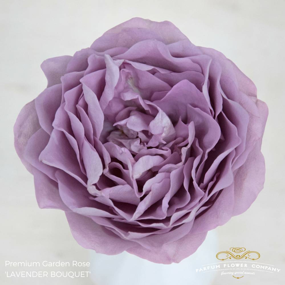 Rose lila Lavender Bouquet 50cm duftend