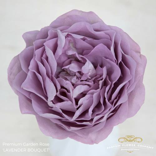 Rose lila Lavender Bouquet 50cm duftend