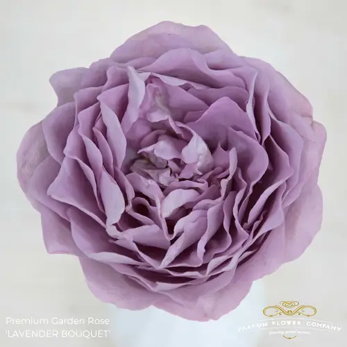 Rose lila Lavender Bouquet 50cm duftend