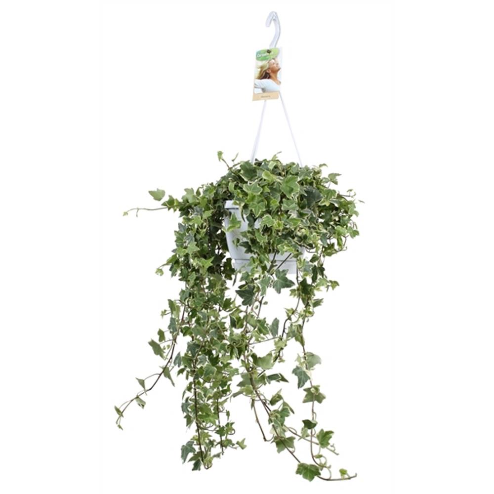 Efeu Ampel Eva T17 H50