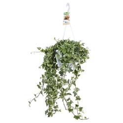 Efeu Ampel Eva T17 H50