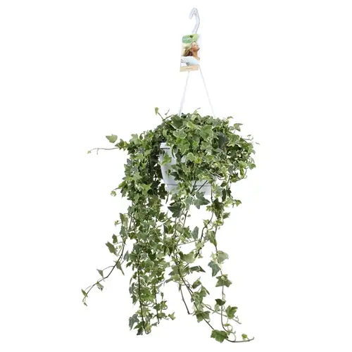 Efeu Ampel Eva T17 H50