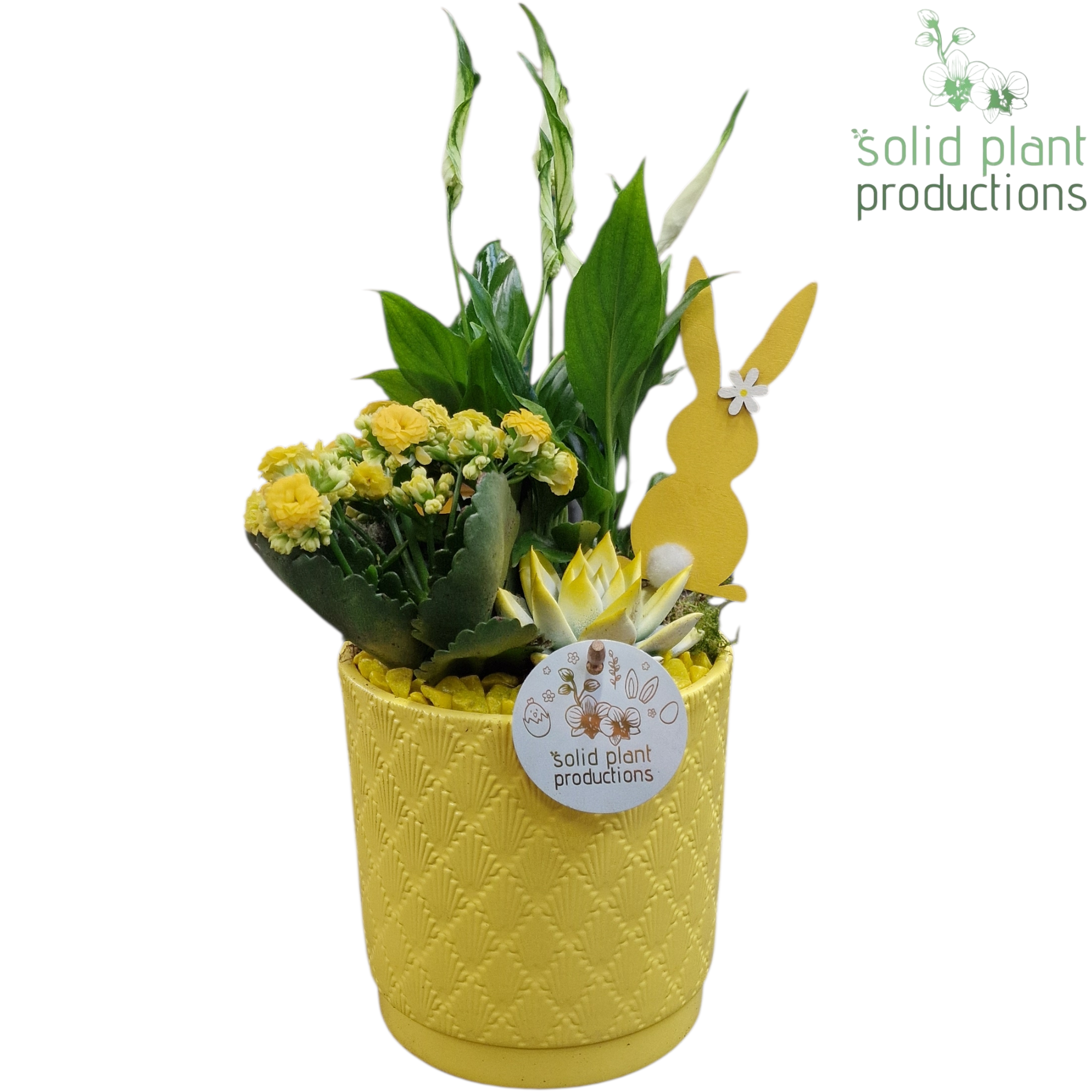 Spath.Arr SE001 Amy gelb Ostern T13 H040