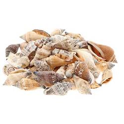 Muschel Strombus 1kg 
