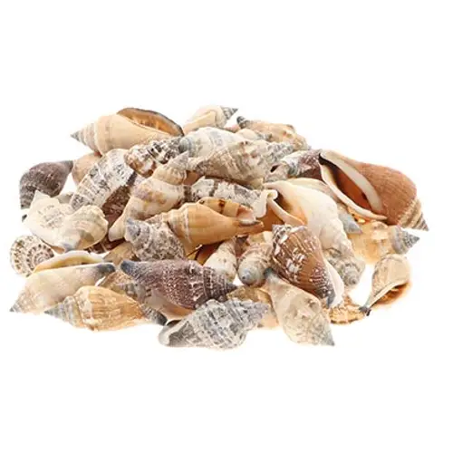 Muschel Strombus 1kg 