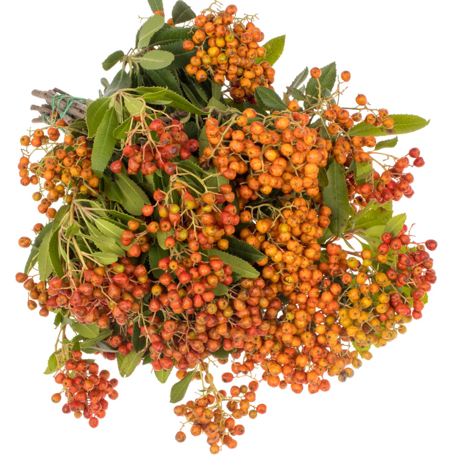 Photinia dunkel orange/rot Frucht 70cm (Beeren am Stiel) | Heyl -  Blumengrohandel / Floristikgrohandel