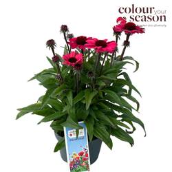 Echinacea dunkel rosa SunSeekers T19 H050