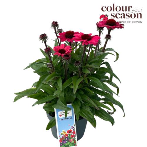 Echinacea dunkel rosa SunSeekers T19 H050