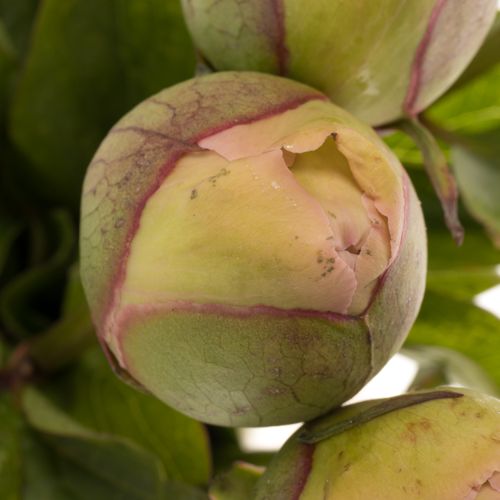 Pfingstrose rosa Lullaby 50cm